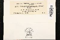 Coleosporium asterum image