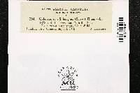 Coleosporium asterum image
