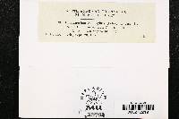 Coleosporium asterum image