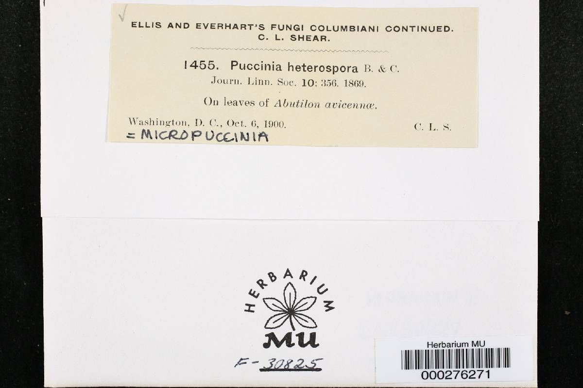 Micropuccinia heterospora image