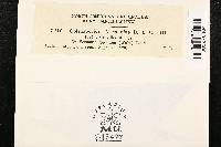 Coleosporium vernoniae image