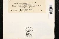 Coleosporium vernoniae image