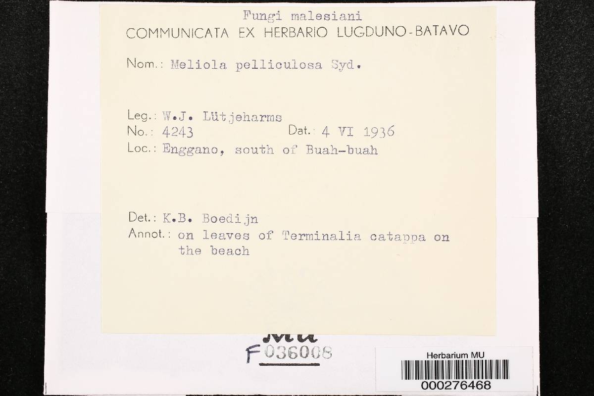 Meliola pelliculosa image
