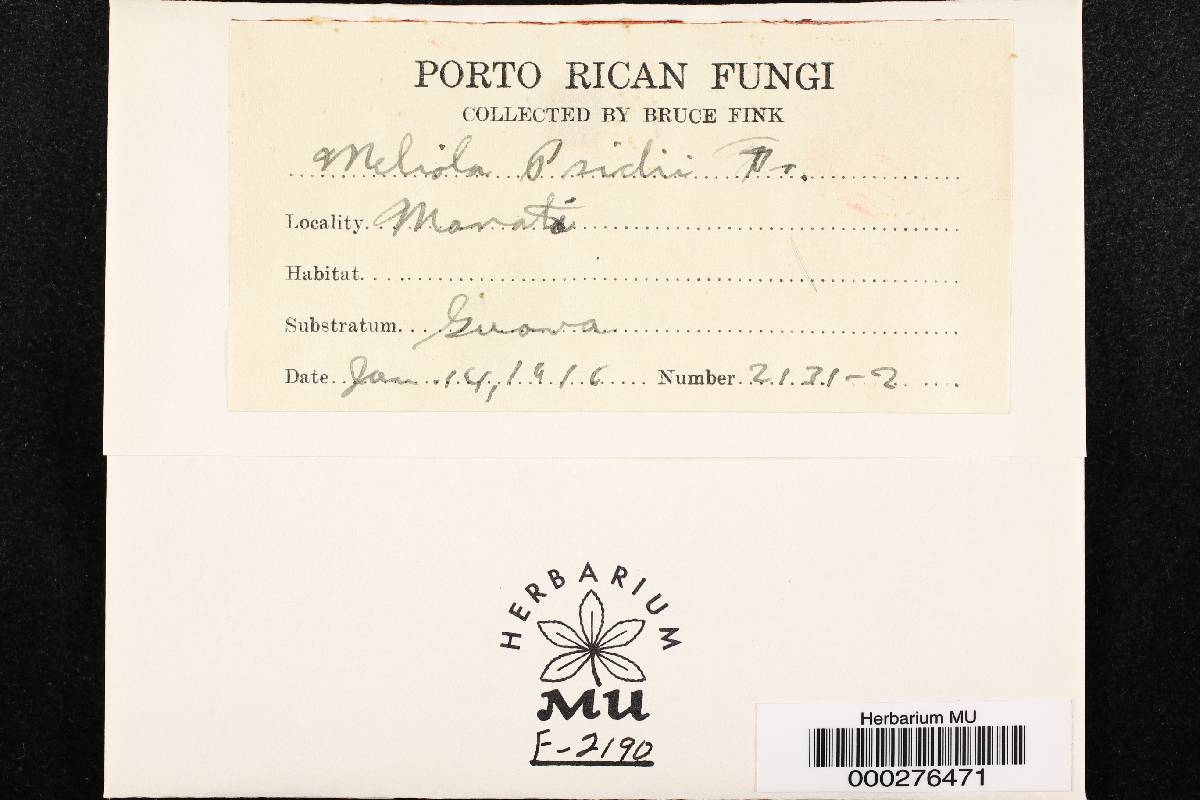 Meliola psidii image