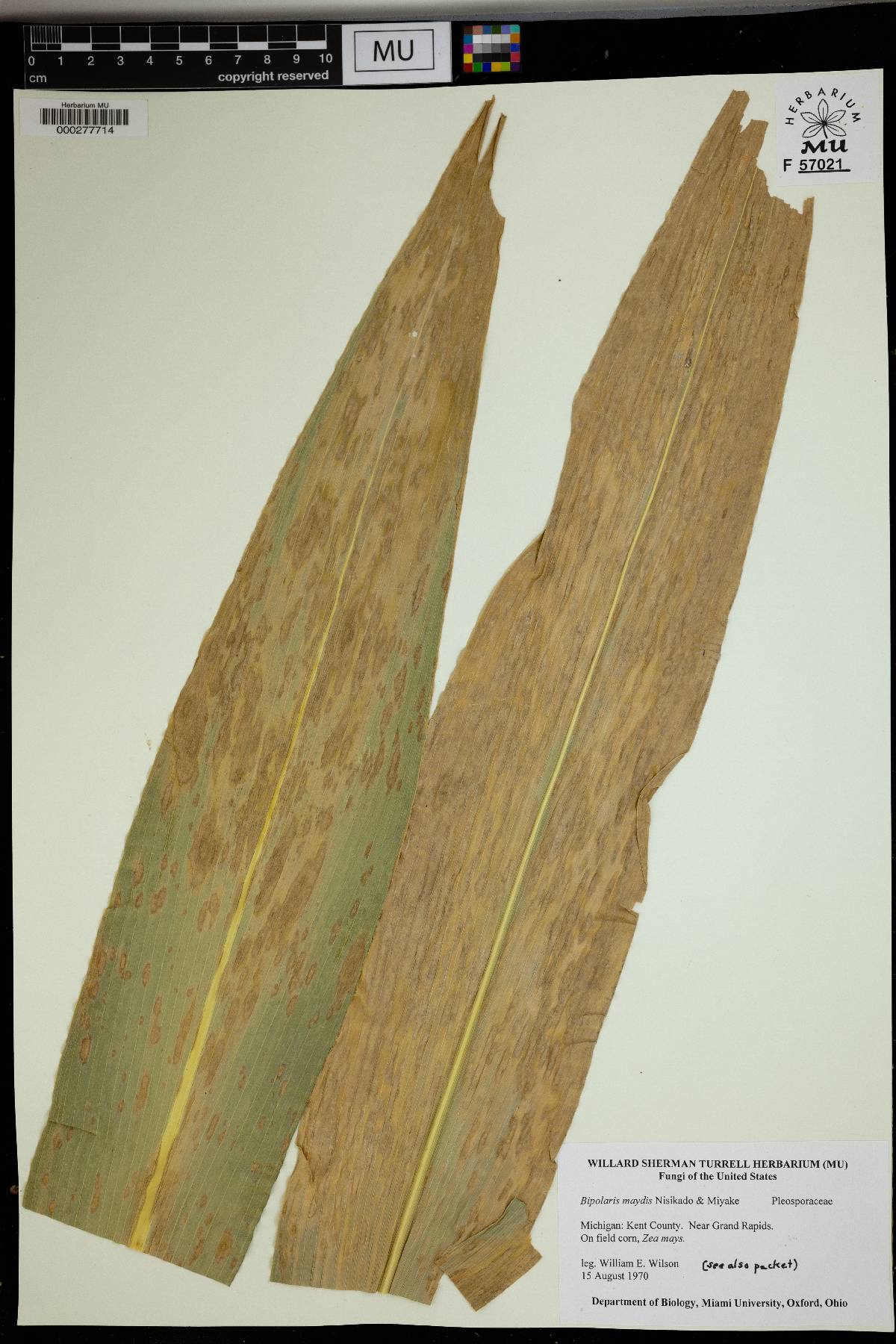 Cochliobolus heterostrophus image