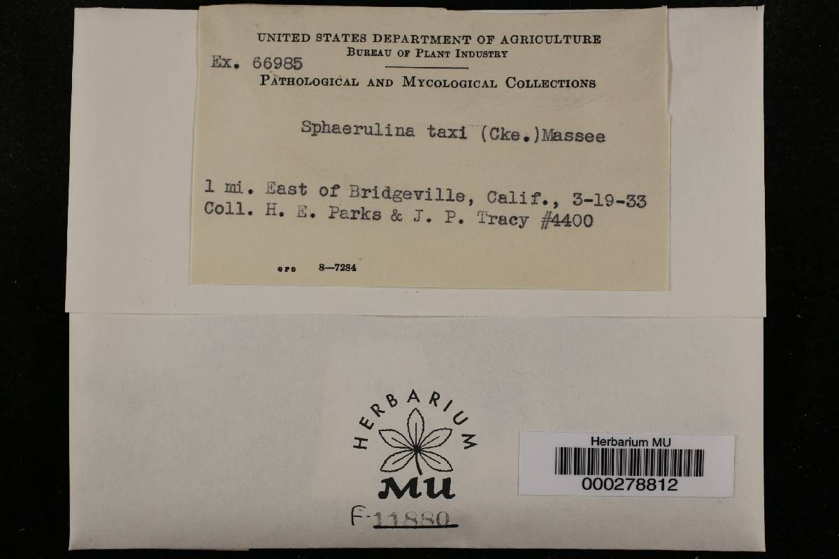 Dothiora taxicola image