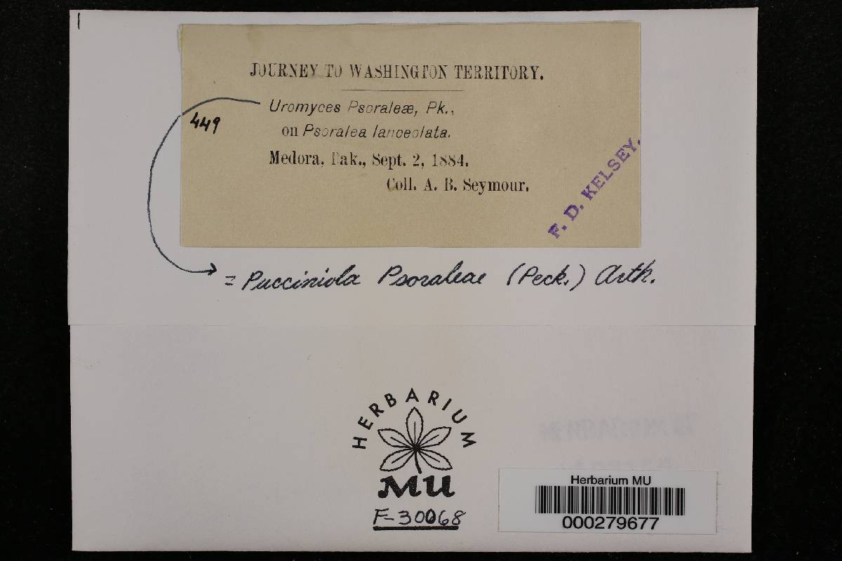 Uromyces psoraleae image