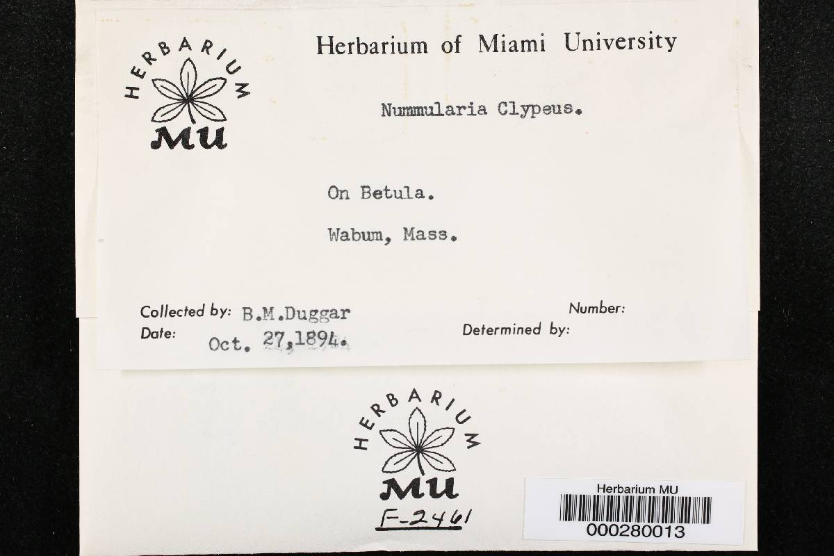 Biscogniauxia mediterranea var. mediterranea image