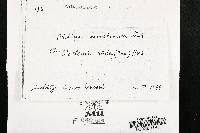 Blumeria graminis image