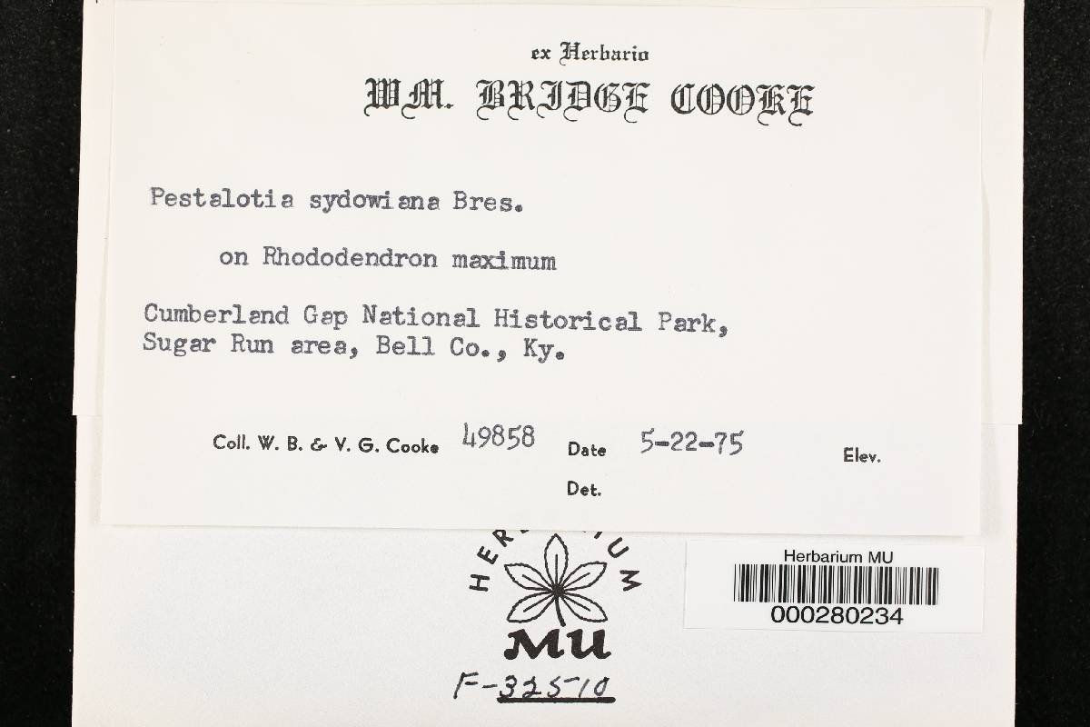 Pestalotia sydowiana image