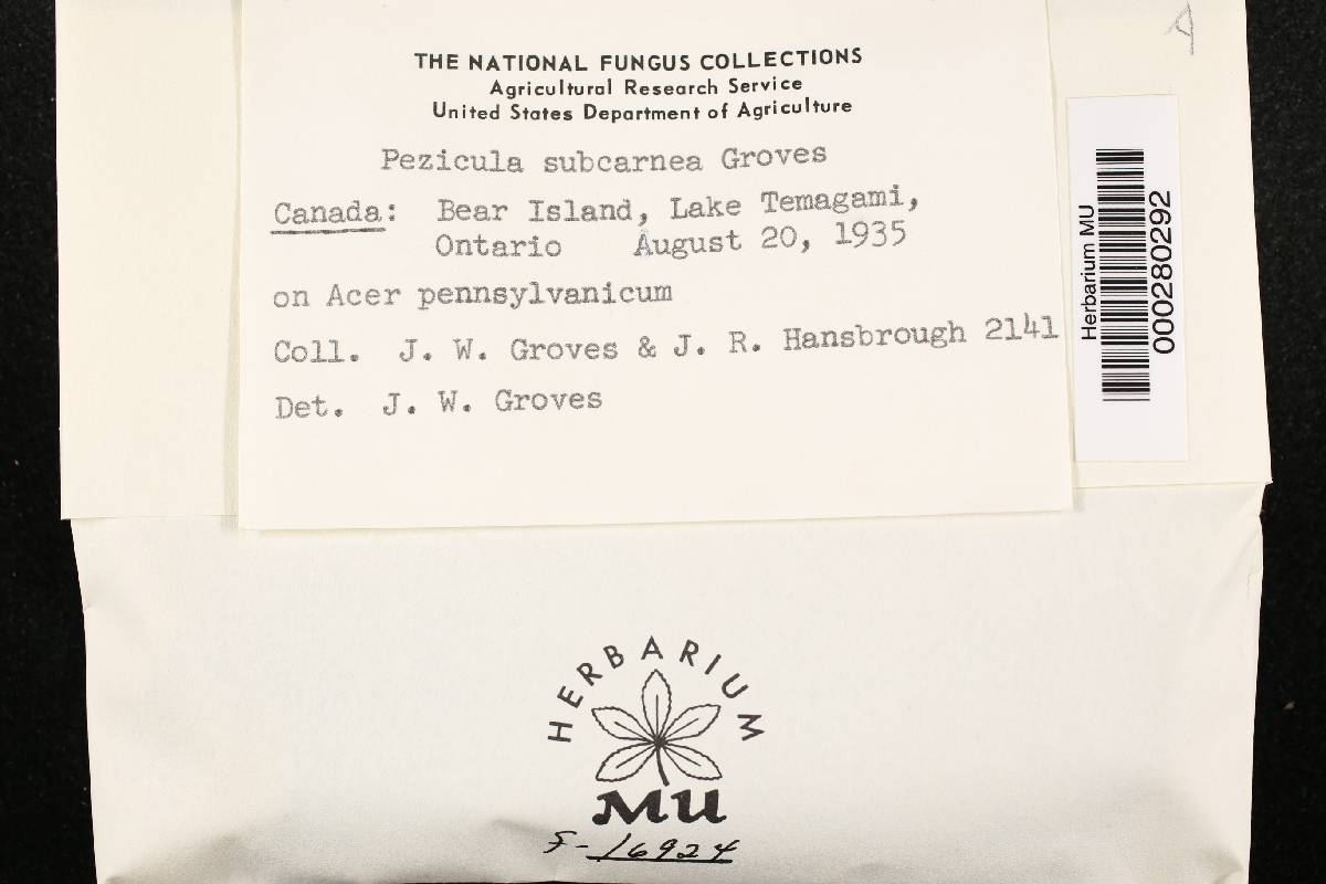 Pezicula subcarnea image