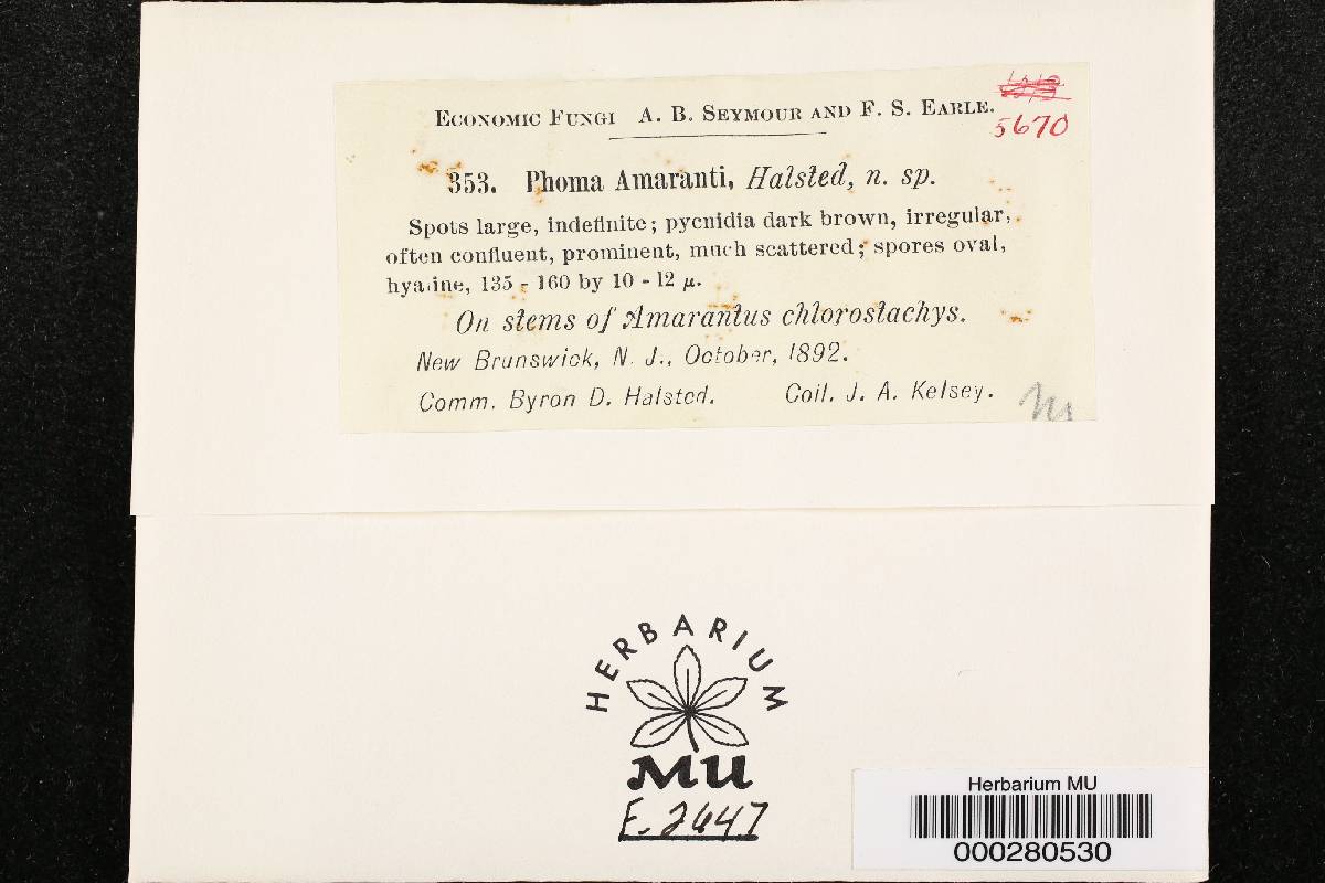 Phoma amaranthi image