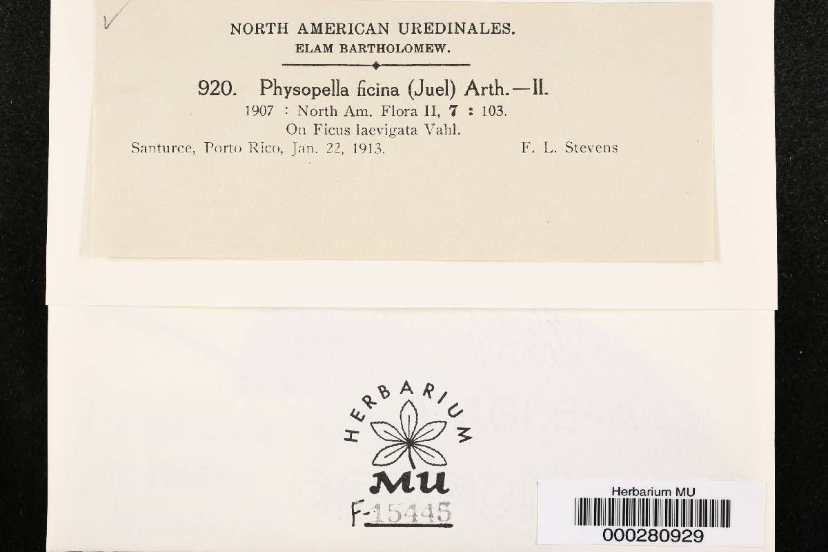 Physopella ficina image