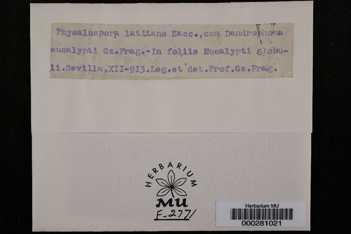 Clypeophysalospora latitans image