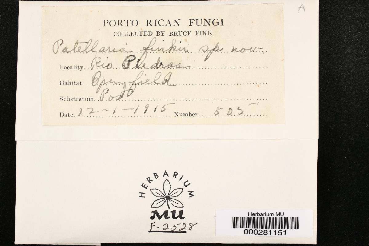 Patellaria atrata image