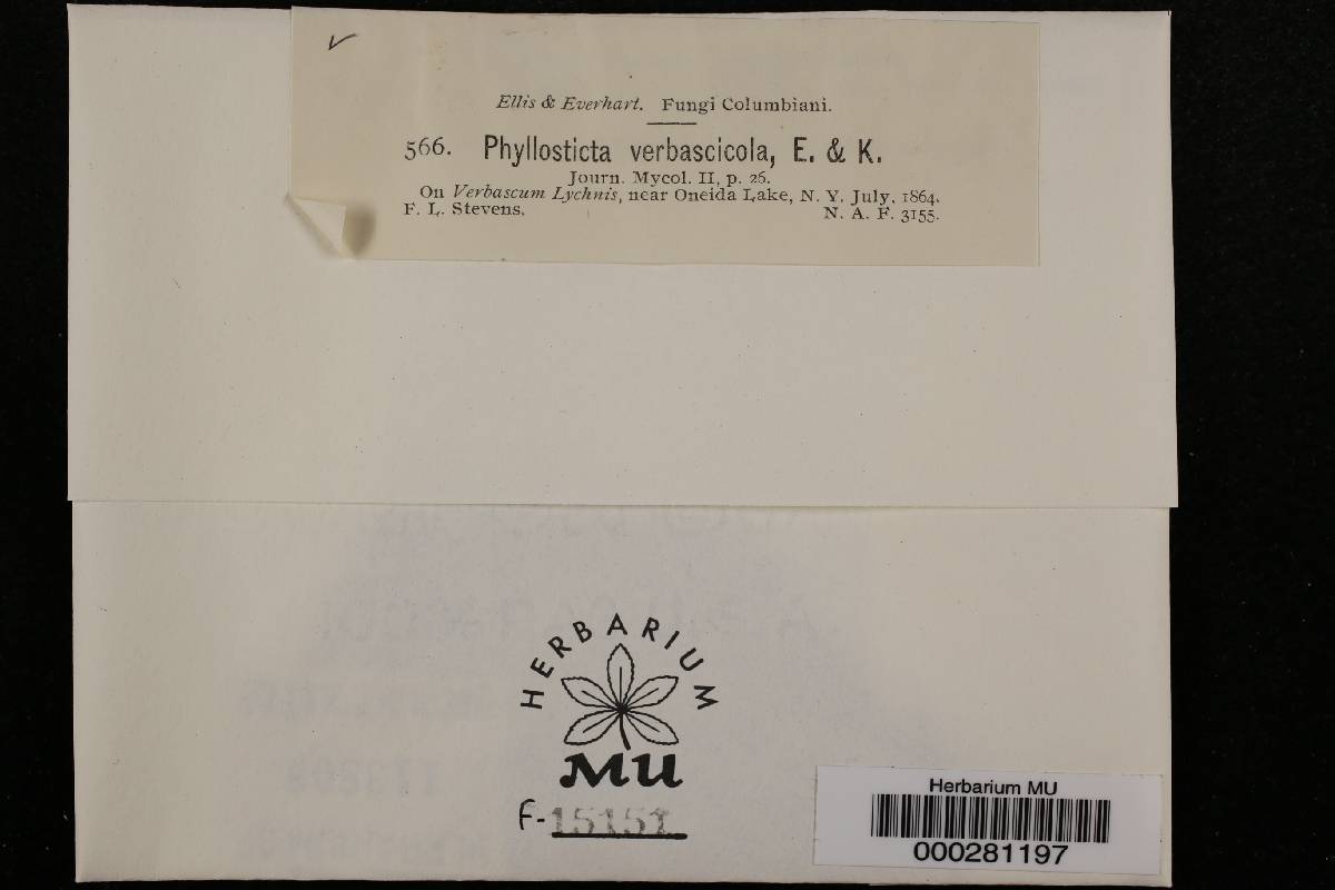 Phyllosticta verbascicola image