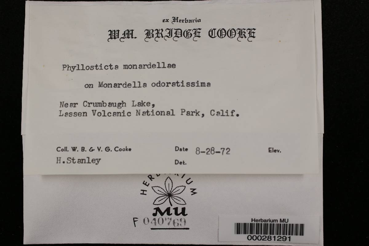 Phyllosticta monardellae image