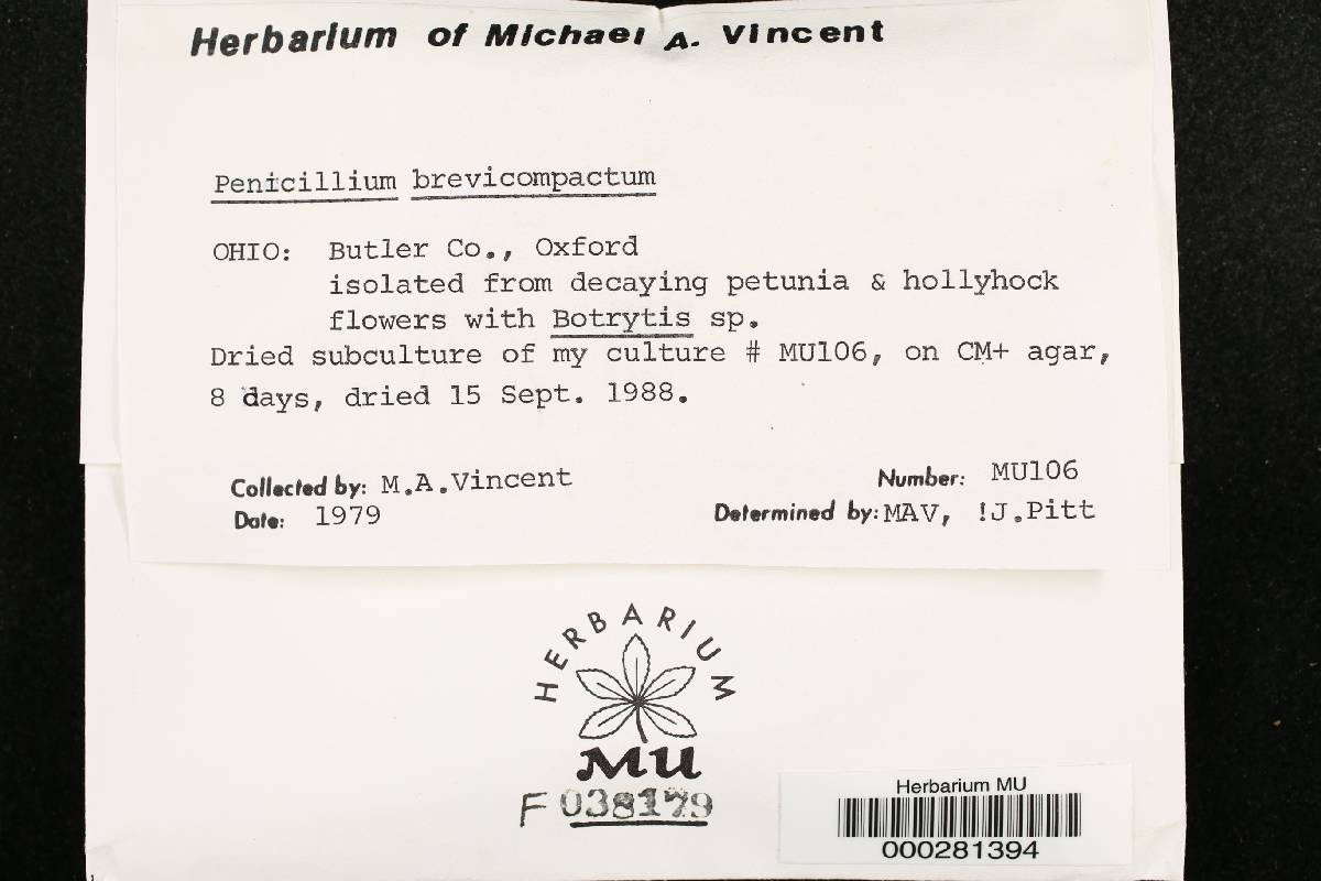 Penicillium brevicompactum image