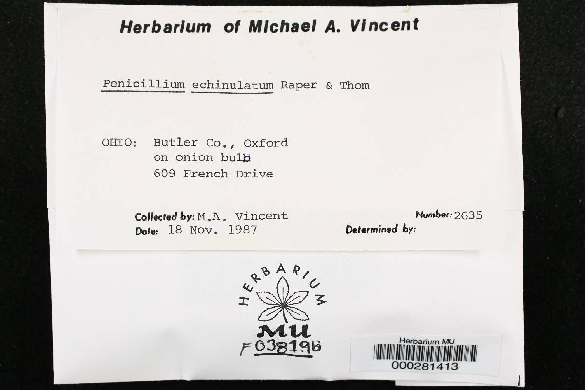 Penicillium echinulatum image