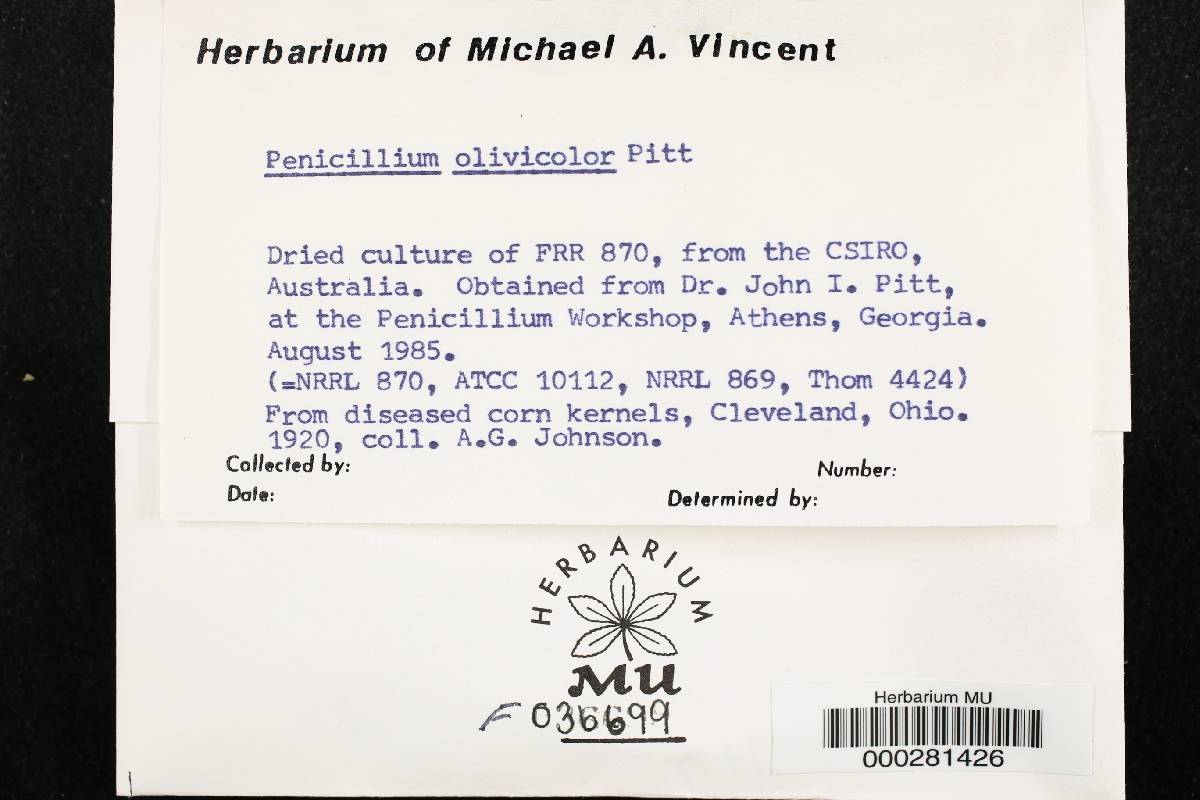 Penicillium olivicolor image