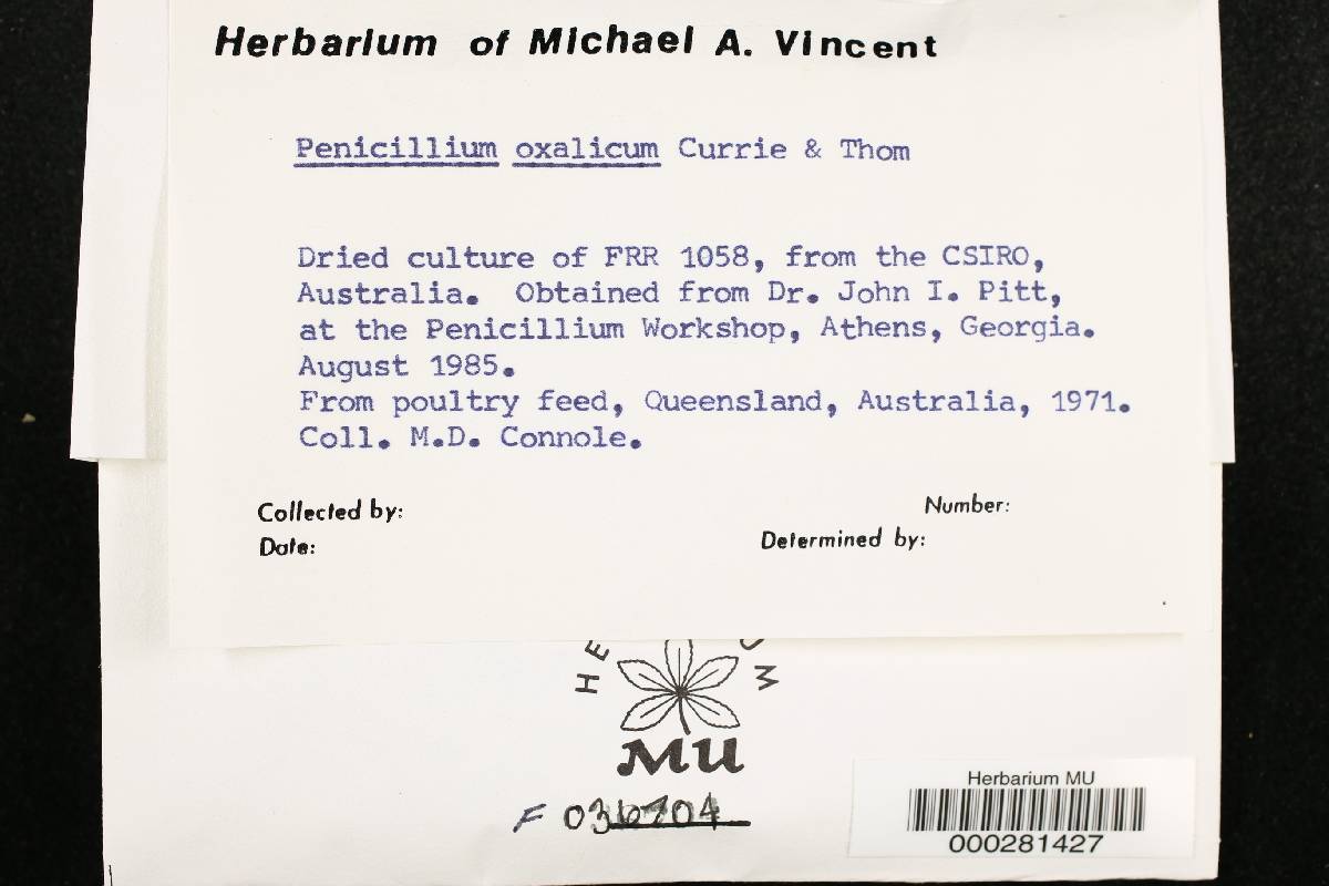Penicillium oxalicum image