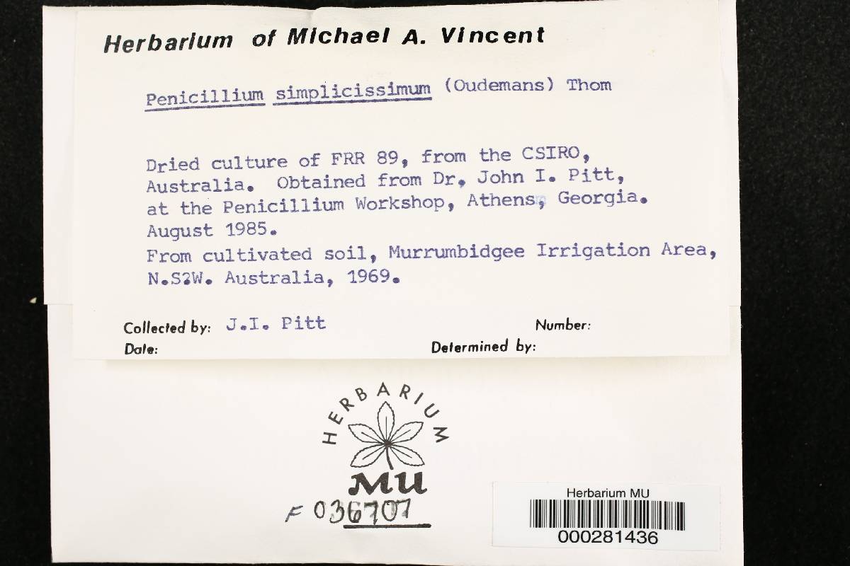 Penicillium simplicissimum image