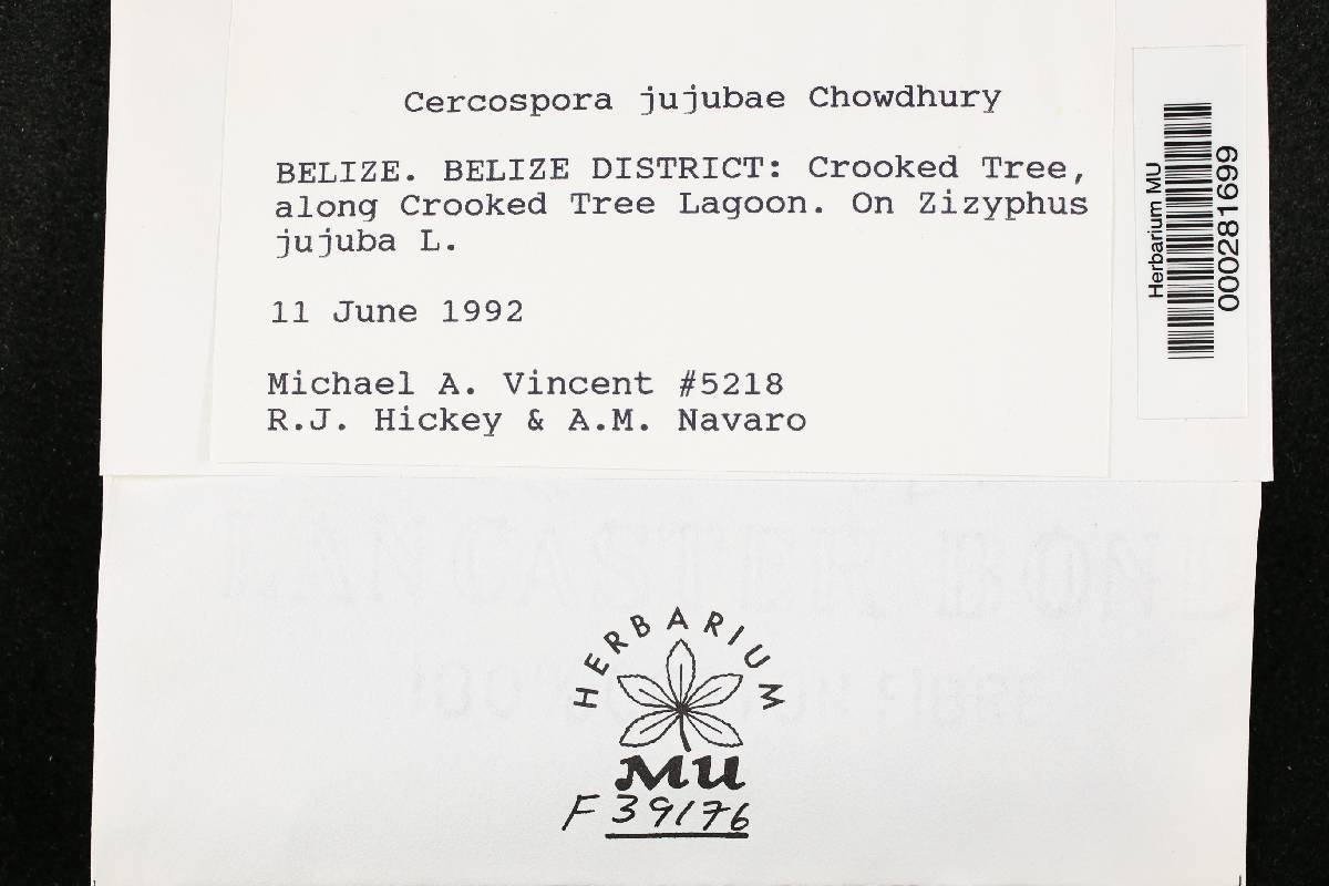 Cercospora jujubae image