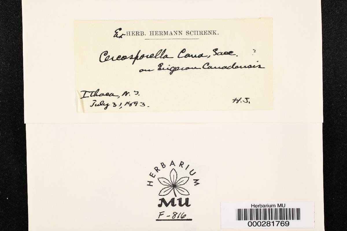 Cercosporella cana image