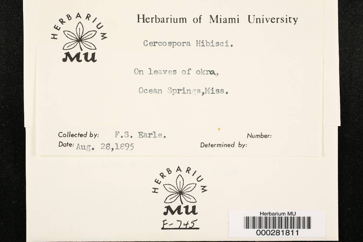Pseudocercospora abelmoschi image
