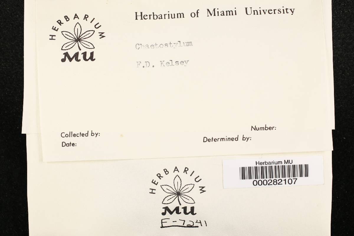 Helicostylum image