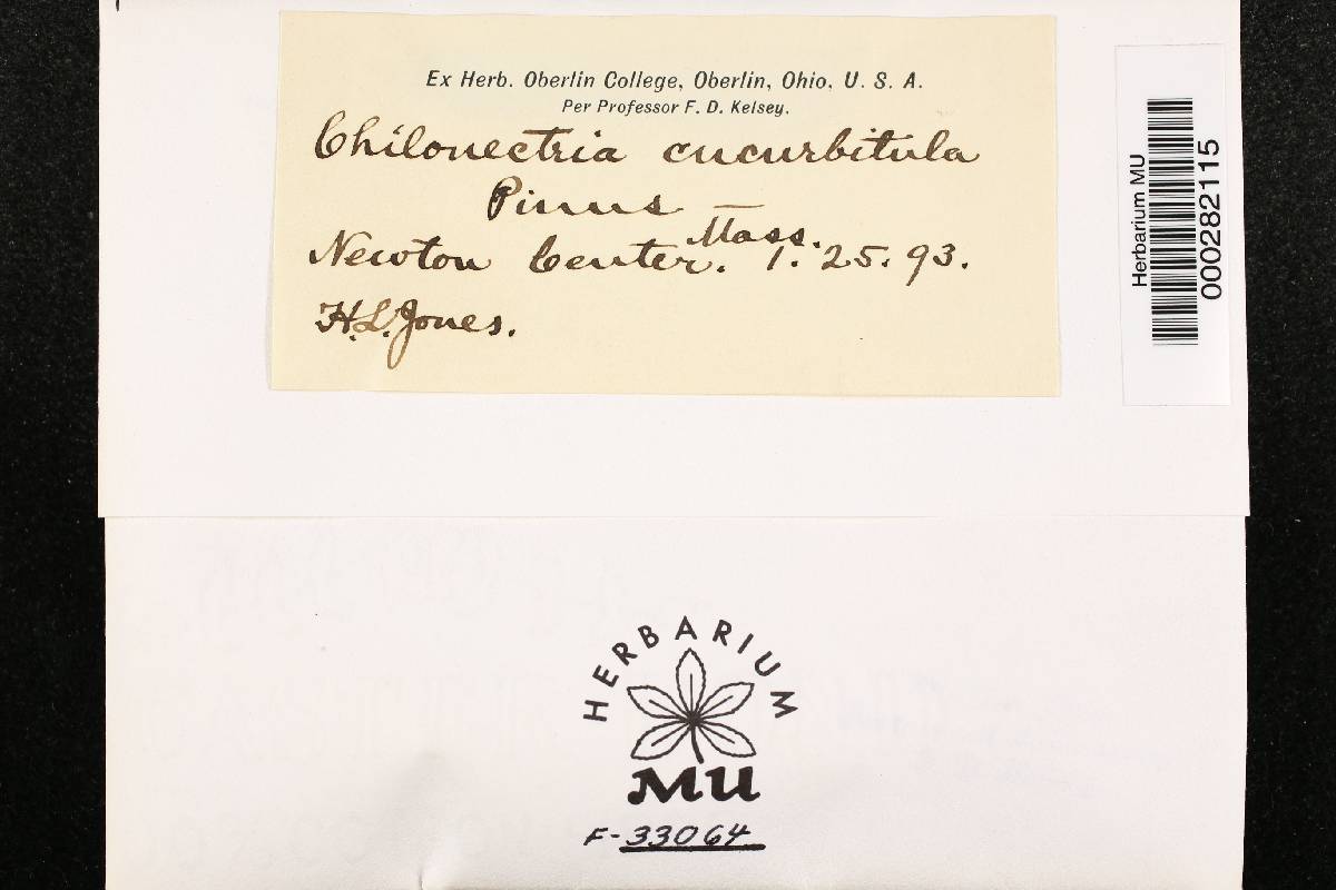 Chilonectria cucurbitula image