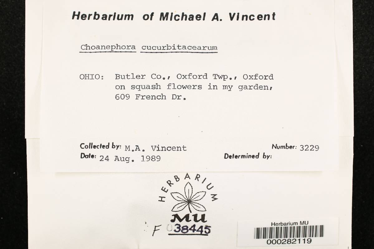 Choanephora cucurbitarum image