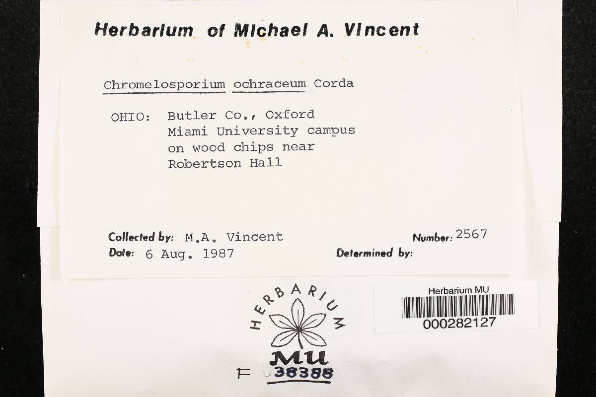 Chromelosporium ochraceum image