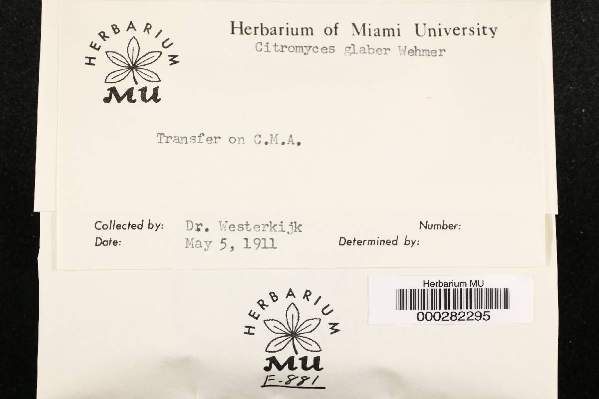 Penicillium glabrum image