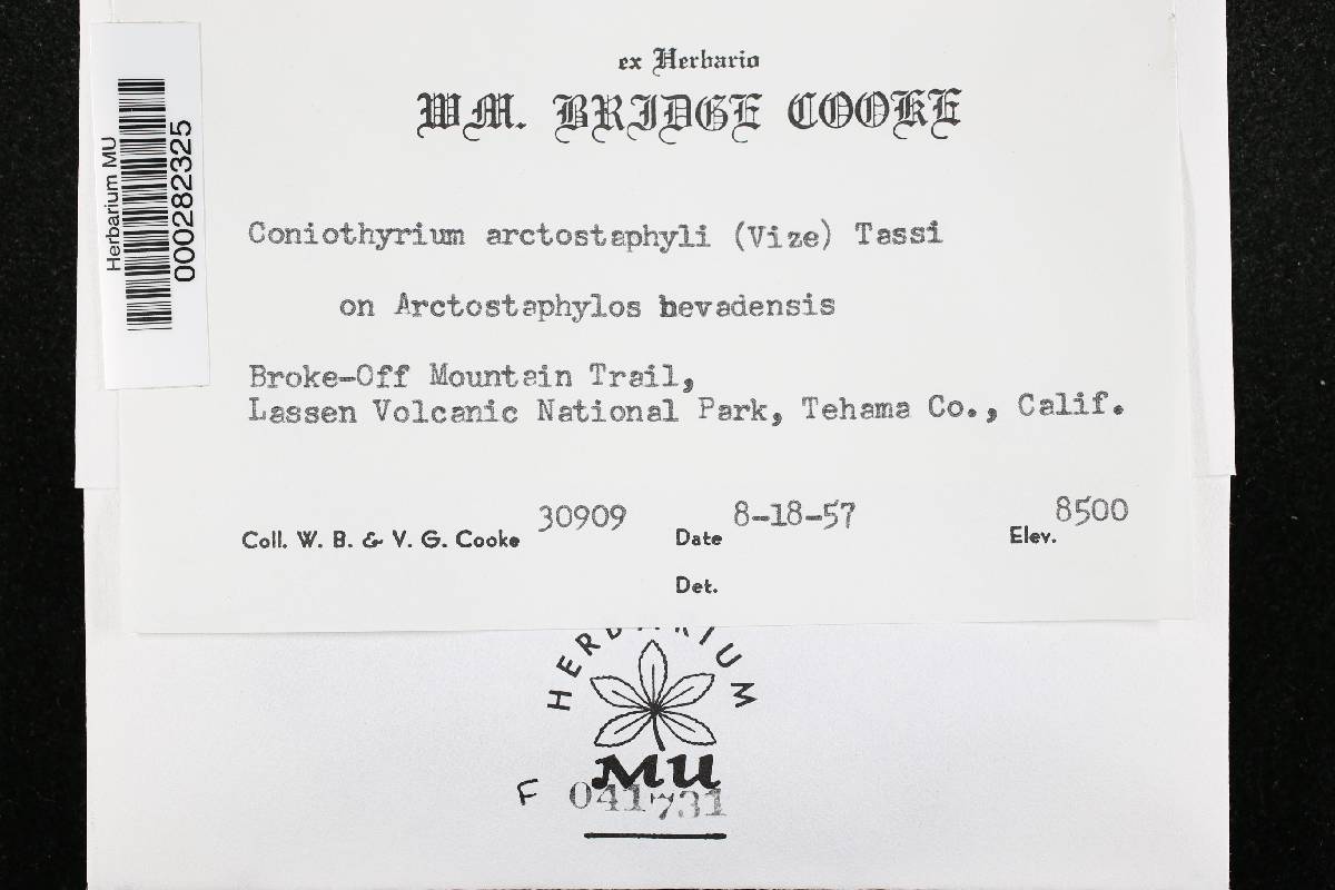 Coniothyrium arctostaphyli image