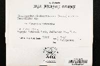 Cladosporium cladosporioides image