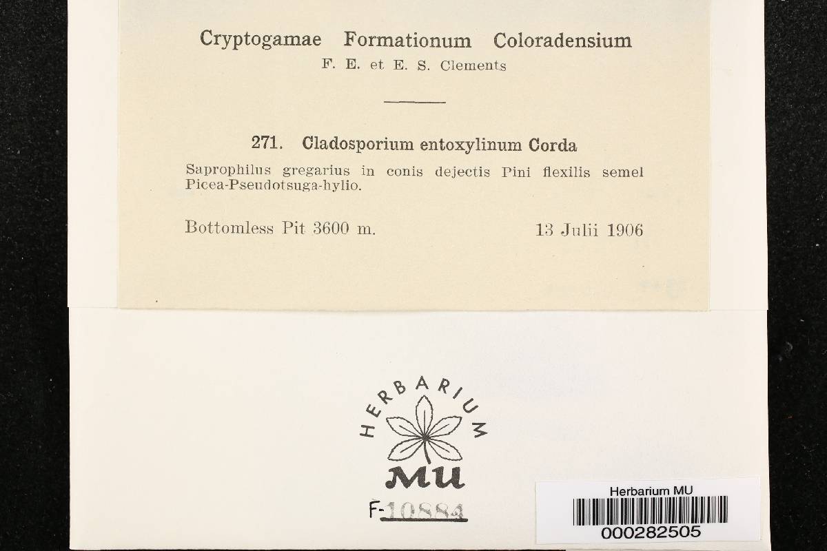 Cladosporium entoxylinum image