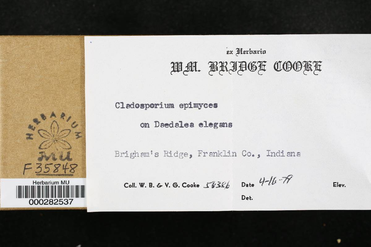 Cladosporium epimyces image