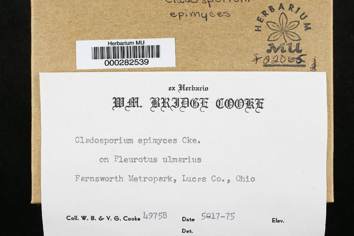 Cladosporium epimyces image