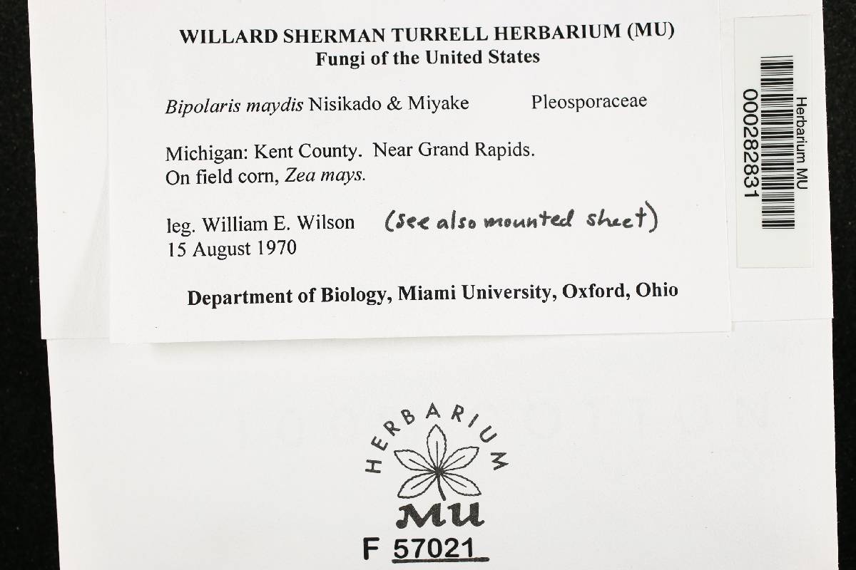 Cochliobolus heterostrophus image