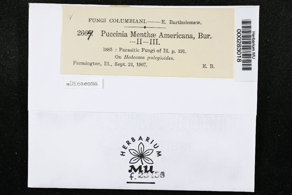 Puccinia menthae f. americana image