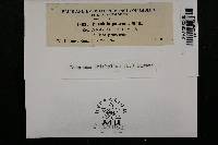 Puccinia poarum image