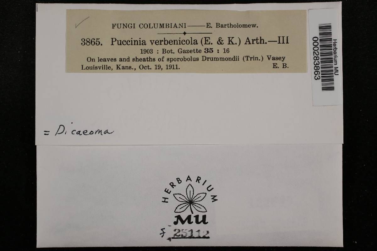 Puccinia verbenicola image
