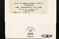 Phloeospora ulmi image