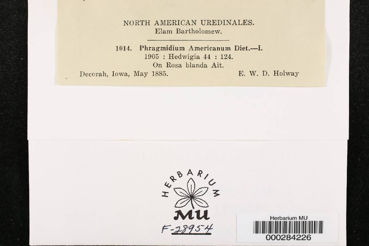 Phragmidium americanum image