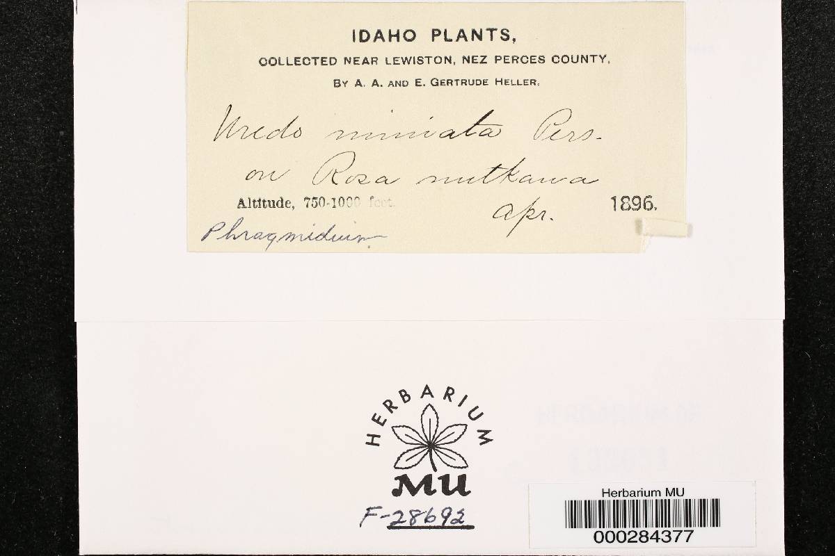 Phragmidium montivagum image