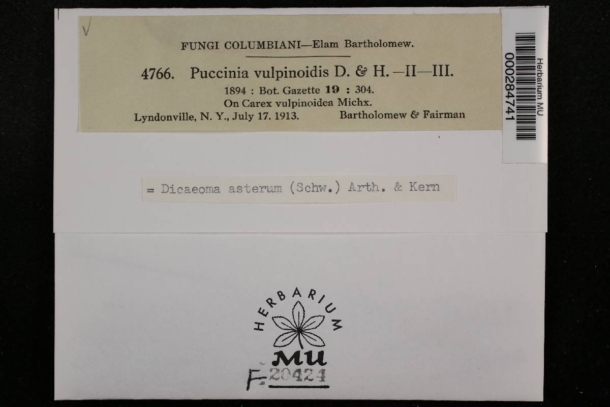 Puccinia vulpinoideae image