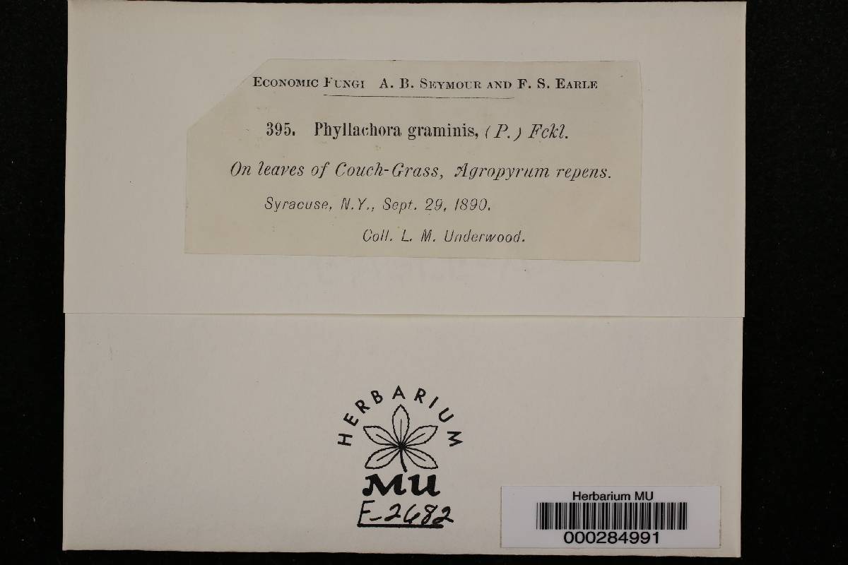 Phyllachora graminis var. graminis image