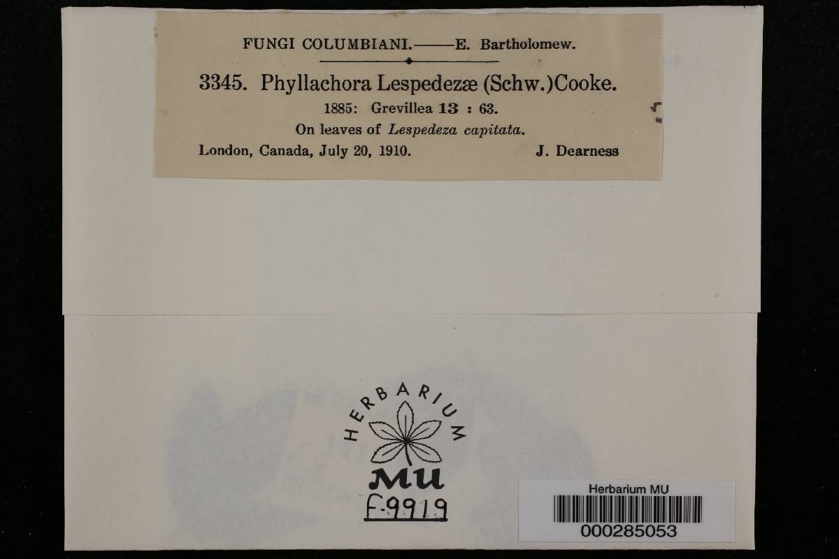 Phyllachora lespedezae image