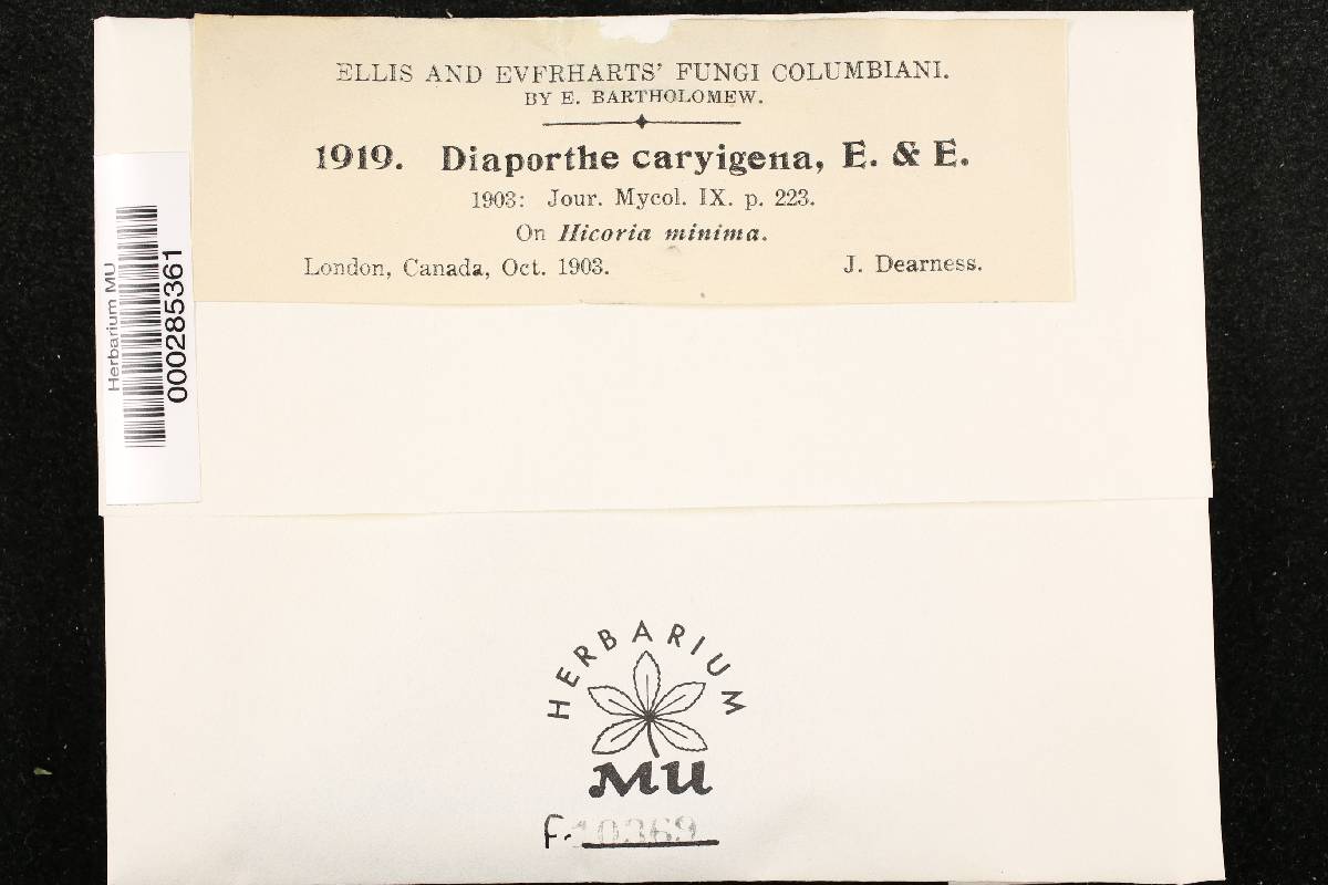 Diaporthe caryigena image